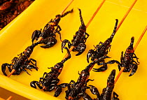 Scorpion skewers ready to eat. Open-air food market in central Beijing, China.