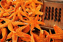 Starfish next to aquatic beetles on skewers. Open-air food market in central Beijing, China.
