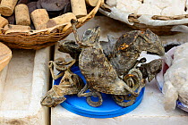 Dried chameleons for sale at Dantopka Great Market, Cotonou, Benin, West Africa. The chameleons are used for voodoo ceremonies.