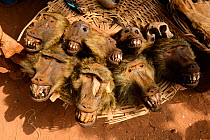 Heads of Olive baboon (Papio anubis) for sale at the voodoo market in Abomey, Benin, West Africa. Any wild animal that runs, flies, jumps or crawls is hunted to supply these markets for voodoo ceremon...