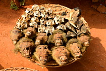 Olive baboon (Papio anubis) heads and skulls for sale alongside hornbills at the voodoo market in Abomey, Benin, West Africa. Any wild animal that runs, flies, jumps or crawls is hunted to supply thes...