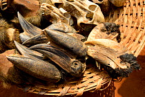 Hornbill heads for sale at the voodoo market in Abomey, Benin, West Africa. Any wild animal that runs, flies, jumps or crawls is hunted to supply these markets for voodoo ceremonies.