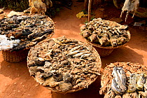 Hornbills, baboons, snakes, birds, chameleons, hedgehogs, frogs and squirrels for sale at the voodoo market in Abomey, Benin, West Africa. Any wild animal that runs, flies, jumps or crawls is hunted t...