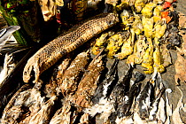 A cobra, owlets and other birds for sale in the voodoo market in Abomey, Benin, West Africa. Any wild animal that runs, flies, jumps or crawls is hunted to supply these markets for voodoo ceremonies.