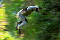 Adult indri (Indri indri) leaping through rainforest canopy. Andasine-Mantadia NP, east Madagascar.