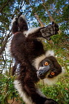 Black-and-white ruffed lemur (Varecia variegata) in forest canopy. Andasibe-Mantadia National Park, eatern Madagascar.
