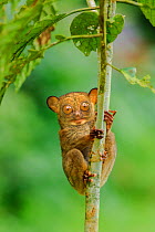 Horsfield&#39;s tarsier or western tarsier (Cephalopachus bancanus)( formerly Tarsius bancanus). Danum Valley, Sabah, Borneo.