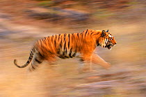 Male Bengal Tiger - Sundar (B2) (Panthera tigris tigris) running and patrolling territory. Bandhavgarh National Park, Madhya Pradesh, India.