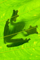 Silhouette of Wallace&#39;s Flying Frog (Rhacophorus nigropalmatus) on palm leaf. Danum Valley, Sabah, Borneo.