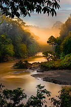 Dawn/sunrise over the Segama River, with mist hanging over lowland Dipterocarp rainforest. Heart of Danum Valley, Sabah, Borneo