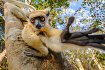 Golden-crowned or Tattersall&#39;s sifaka (Propithecus tattersalli), forests near the village of Andranotsimaty, near Daraina, northern Madagascar.