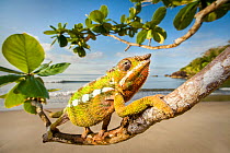 Male Panther Chameleon (Furcifer pardalis) stalking prey in beach side vegetation. Bay of Antongil, Masoala Peninsula National Park, north east Madagascar.