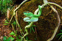 RF - Adult Keeled pit viper (Tropidolaemus subannulatus) (formerly Wagler&#39;s pit viper (Trimeresurus wagleri) in the undergrowth. Bako National Park, Sarawak, Borneo. (This image may be licensed ei...