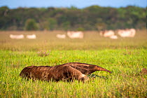 RF - Giant anteater (Myrmecophaga tridactyla) walking on ranch, with cattle in the background. Los Llanos, Unarmas Reserve, Colombia.(This image may be licensed either as rights managed or royalty fre...