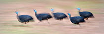 RF - Flock of Helmeted Guineafowl (Numida meleagris) running on the banks of the Luangwa River. South Luangwa National Park, Zambia (digitally stitched image) (This image may be licensed either as rig...
