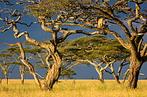RF - African lioness (Panthera leo) using Umbrella acacia tree (Acacia tortillis) as a lookout. Ngorongoro Conservation Area / Serengeti National Park, Tanzania. (This image may be licensed either as...