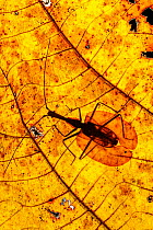 RF - Violin Beetle (Mormolyce borneensis) on decaying leaf on the rain forest floor. Near Ginseng Camp, Maliau Basin, Sabah, Borneo (This image may be licensed either as rights managed or royalty free...