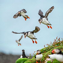 RF - Atlantic Puffins (Fratercula arctica) flying on to the cliff top and gathering around burrows. Isle of Lunga, Treshnish Isles, Isle of Mull, Scotland. (This image may be licensed either as rights...