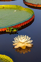 RF - Giant water lilies (Victoria amazonica) on a lake near Cuiaba River, Northern Pantanal, Brazil. (This image may be licensed either as rights managed or royalty free.)
