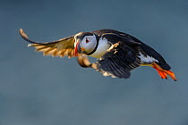 RF - Atlantic Puffin (Fratercula arctica) in flight. Isle of Lunga, Treshnish Isles, Isle of Mull, Scotland. (This image may be licensed either as rights managed or royalty free.)