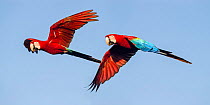 RF - Pair of Red-and-green macaws (Ara chloropterus) in flight. Chapada dos Guimaraes, Brazil. (This image may be licensed either as rights managed or royalty free.)