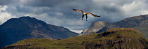 RF - White-tailed sea eagle (Haliaeetus albicilla) male swooping to take a fish from the water&#39;s surface. Loch Na Keal off the Isle of Mull, north west Scotland. (This image may be licensed either...
