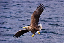 RF - White-tailed Sea Eagle (Haliaeetus albicilla), swooping to take a fish from the water&#39;s surface. Loch Na Keal off the Isle of Mull, north west Scotland. (This image may be licensed either as...