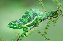 RF - Flap-necked chameleon (Chameleo dilepis) on Acacia bush. Ndutu Safari Lodge, Ngorongoro Conservation Area, Tanzania. (This image may be licensed either as rights managed or royalty free.)