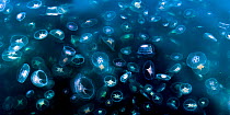 RF - Huge swarm of Moon jellyfish (Aurelia aurita) photographed from surface, Loch Na Keal off Isle of Mull, NW Scotland, Digitally stitched image. (This image may be licensed either as rights managed...