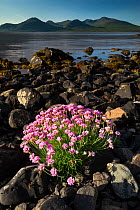 RF - Thrift (Armeria maritima) flowering on shoreline of Loch Na Keal, Isle of Mull, Scotland, June 2011 (This image may be licensed either as rights managed or royalty free.)