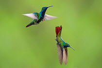 RF - Black-throated mango hummingbirds (Anthracothorax nigricollis) in flight, at Jardin Encantado, Bogota, Colombia. (This image may be licensed either as rights managed or royalty free.)