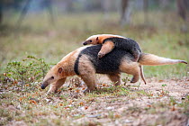 RF - Southern tamandua (Tamandua tetradactyla) carrying its young / infant on her back. Northern Pantanal, Mato Grosso State, Brazil. (This image may be licensed either as rights managed or royalty fr...