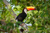 RF - Toco Toucan (Ramphastos toco) in the forest canopy adjacent to the Piquiri River, northern Pantanal, Mato Grosso, Brazil. (This image may be licensed either as rights managed or royalty free.)