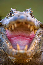 RF - Yacare Caiman (Caiman yacare) at the edge of the Piquiri River, northern Pantanal, Brazil. Gaping to regulate its body temperature (thermoregulation). (This image may be licensed either as rights...