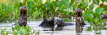 RF - Giant Otters (Pteronura brasiliensis) in a lagoon off the Paraguay River, Taiama Reserve, western Pantanal, Brazil. (This image may be licensed either as rights managed or royalty free.)