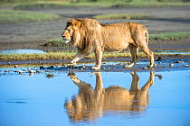RF - African lion (Panthera leo) male showing reflection at Big Marsh, near Ndutu, Nogorongoro Conservation Area / Serengeti National Park, Tanzania. (This image may be licensed either as rights manag...