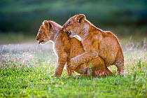 RF - African Lion cubs (Panthera leo) playing - age 4 months, Big Marsh, near Ndutu, Nogorongoro Conservation Area / Serengeti National Park, Tanzania. (This image may be licensed either as rights man...