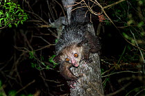 RF - Aye-aye (Daubentonia madagascariensis) female foraging in the middle canopy. Daraina, northern Madagascar. Endemic. Endangered. (This image may be licensed either as rights managed or royalty fre...