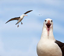 RF - Black-browed albatross (Thalassarche melanophrys) calling and in flight. Bay of Isles, South Atlantic. January. Digital composite (This image may be licensed either as rights managed or royalty f...