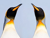 RF - King penguins (Aptenodytes patagonicus) on the beach at Salisbury Plain. South Georgia, South Atlantic. (digitally stitched image) (This image may be licensed either as rights managed or royalty...