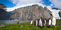RF - King penguins (Aptenodytes patagonicus) at breeding colony. Gold Harbour, South Georgia, South Atlantic. (digitally stitched image) (This image may be licensed either as rights managed or royalty...