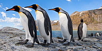 RF - King penguins (Aptenodytes patagonicus) at breeding colony. Gold Harbour, South Georgia, South Atlantic. (digitally stitched image) (This image may be licensed either as rights managed or royalty...