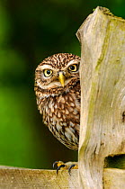 RF - Little owl (Athene noctua) on fence post in farmland, Surrey, England. (Controlled Conditions). (This image may be licensed either as rights managed or royalty free.)