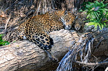 RF - Jaguar (Panthera onca palustris) female with cub on a fallen log along the Cuiaba River, Northern Pantanal, Brazil. (This image may be licensed either as rights managed or royalty free.)