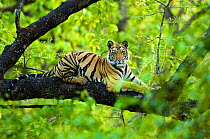 RF - Bengal tiger (Panthera tigris tigris) juvenile, age 15 months, climbing a tree. Bandhavgarh NP, Madhya Pradesh, India. (This image may be licensed either as rights managed or royalty free.)