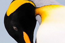 RF - King penguin (Aptenodytes patagonicus) preening close up. South Georgia, South Atlantic. (This image may be licensed either as rights managed or royalty free.)