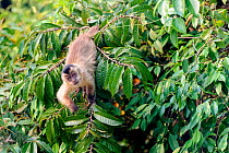 RF - Black-striped tufted capuchin (Cebus libidinosus) in deciduous forest along the banks of the Pixiam River, Northern Pantanal, Brazil. (This image may be licensed either as rights managed or royal...