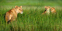 RF - African lioness (Panthera leo) with cubs age four months cubs at Big Marsh, near Ndutu, Nogorongoro Conservation Area / Serengeti National Park, Tanzania.(digitally stitched image) (This image ma...