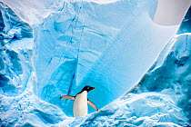 RF - Adelie penguin (Pygoscelis adeliae) on blue ice berg. Graham Passage, Antarctic Peninsula, Antarctica. DIGITAL COMPOSITE. (This image may be licensed either as rights managed or royalty free.)