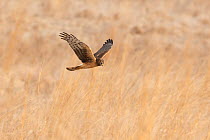 Northern Harrier (Circus cyaneus) female in flight over field in winter, Ulster County, New York, USA